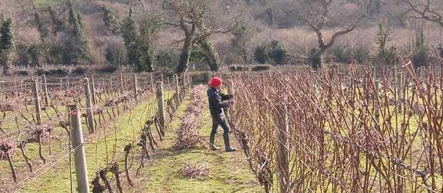 annie-camel-valley-pruning resize